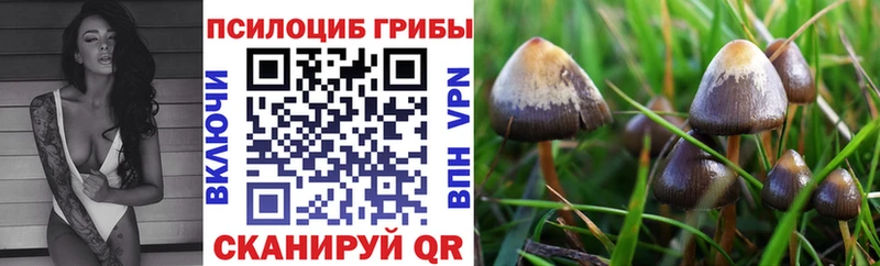 дарнет шоп  Боровск  Псилоцибиновые грибы Psilocybe 